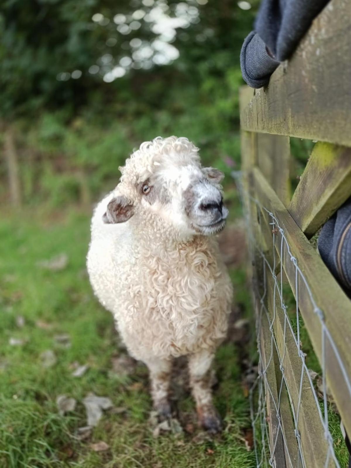 The Lambing Shed, Cornwall Altarnun Dış mekan fotoğraf